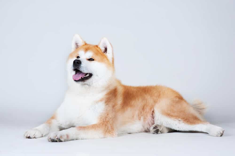 Akita Inu resting on white background