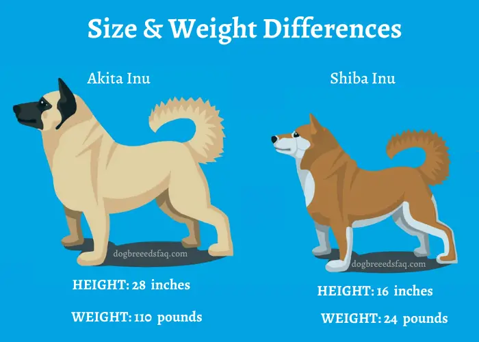 Akita Inu vs Shiba Inu size and weight differences