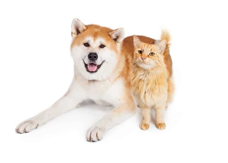 Are Powerful Akitas Good With Cats (Or Not)? | Dog Breeds FAQ