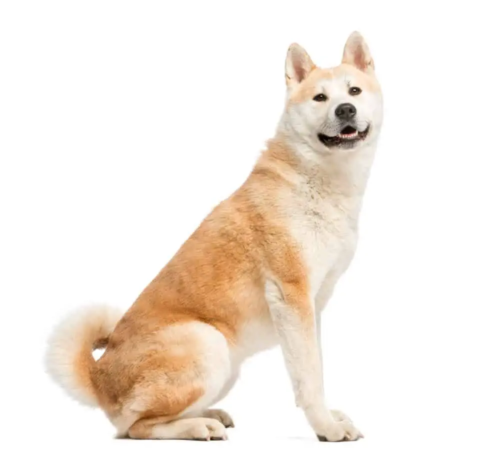 Akita dog breed sitting and facing its right side on white background