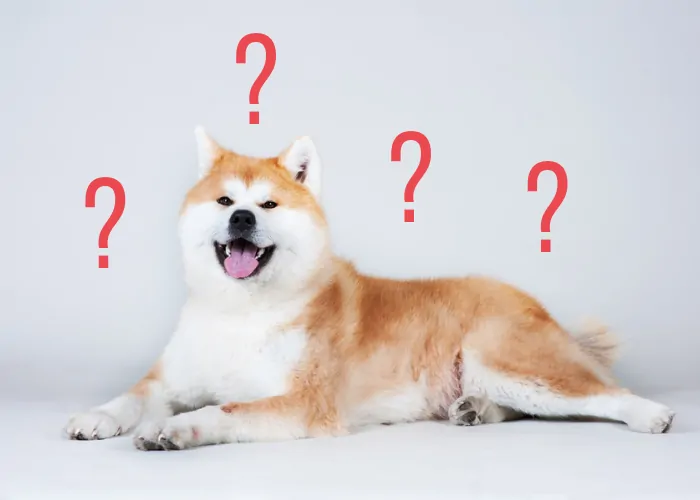 Akita dog lying down with question marks sorrounding it.