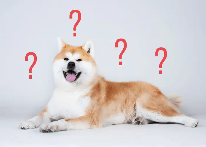 Akita dog lying down with question marks sorrounding it.