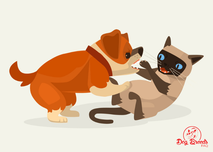 Akita inu and cat fighting vector image