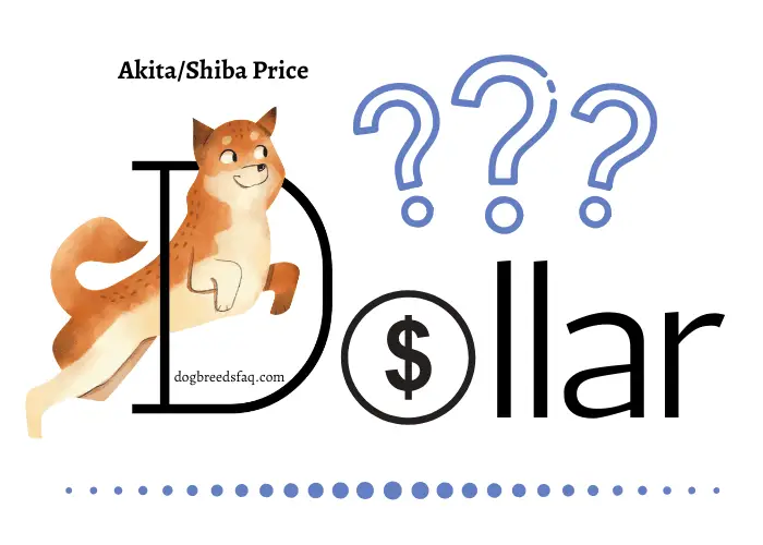 Akita & shiba Inu price in dollar illustration