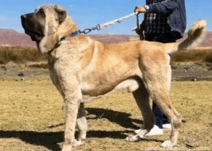 Aksaray Malaklisi dog on leash with owner