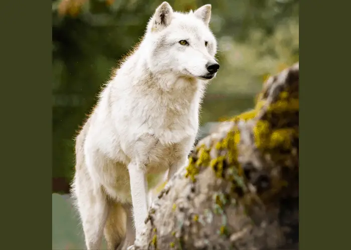 Alaskan Interior Wolf