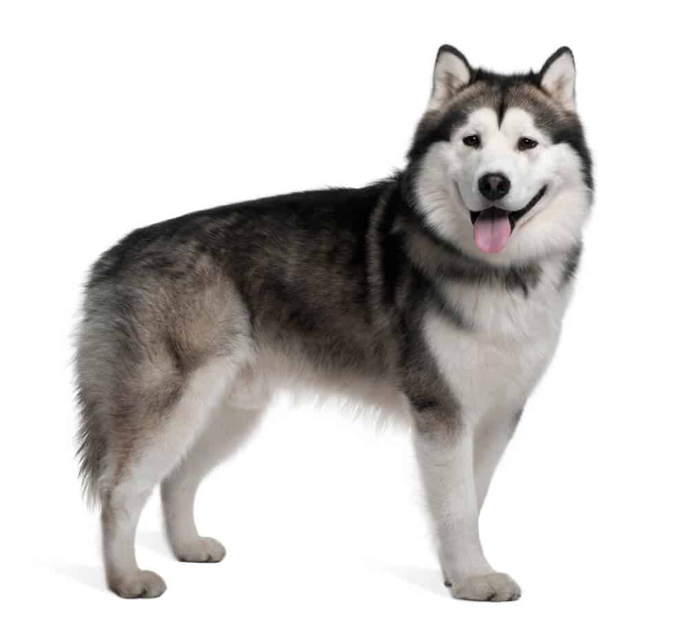 Alaskan Malamute on white background