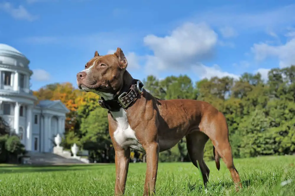 Alert pit bull dog on the lawn