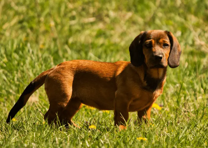 Alpine Dachsbracke in the park