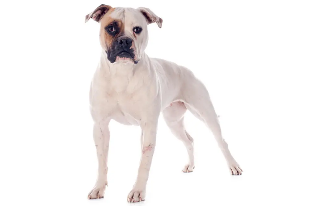 American Bulldog standing against a white background
