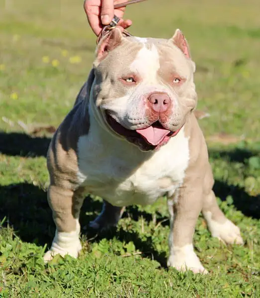 American Bully standing on the lawn
