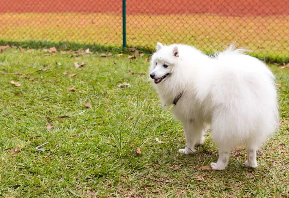 American Eskimo a.k.a. German Spitz dog breed standing on the lawn and looking to the left