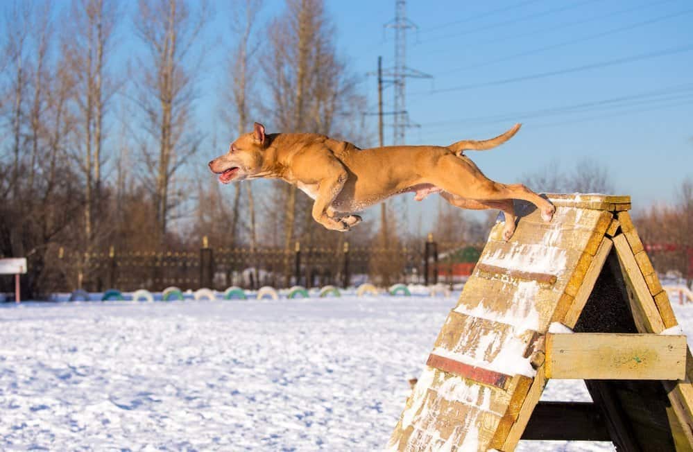 American Pit Bull Terrier jumps over an obstacle in winter