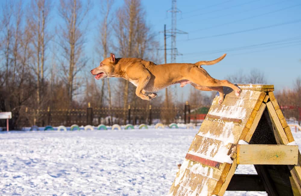 American Pit Bull Terrier jumps over an obstacle