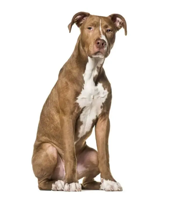 American Pit Bull Terrier on white background