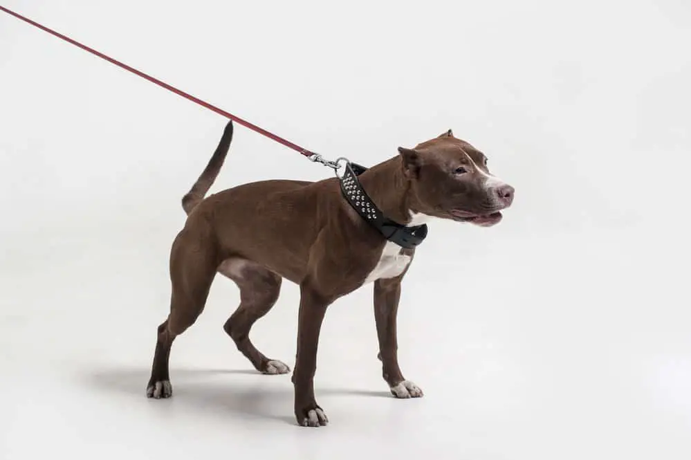 American Pit Bull terrier with leash on white background