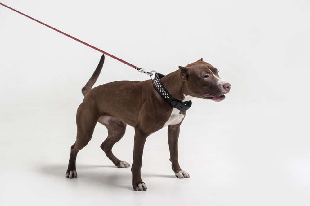 American Pit Bull terrier with leash on white background