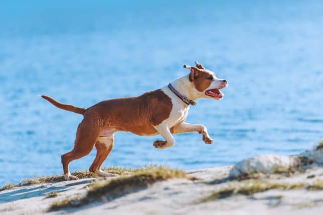 American Staffordshire Terrier running on the beach sand