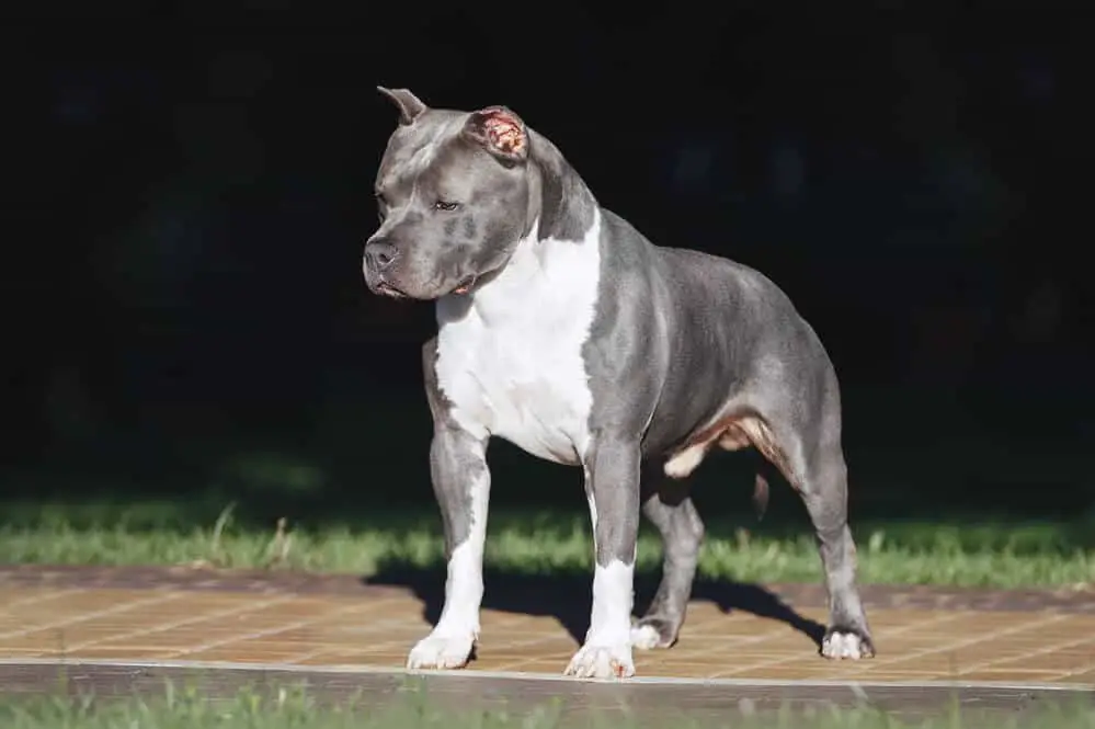 American Staffordshire Terrier standing on a park foot path