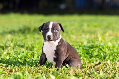 American Staffordshire terrier puppy on a green grass