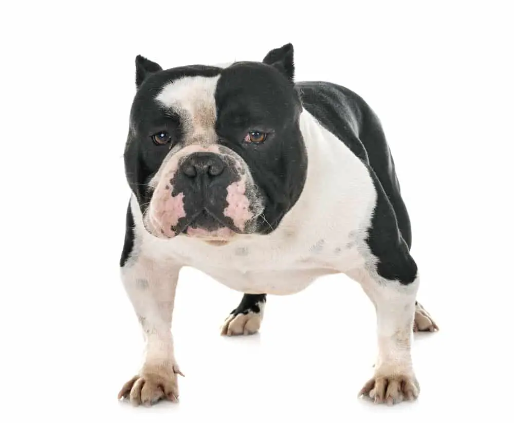 American bully photographed on white background