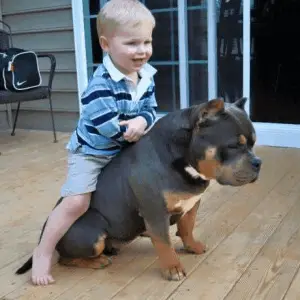 American bully with a young boy riding on its back on a wooden floor