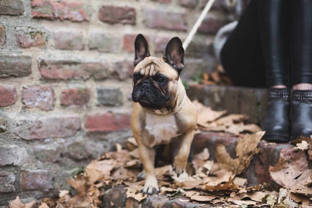 An alert french bullodg on leash