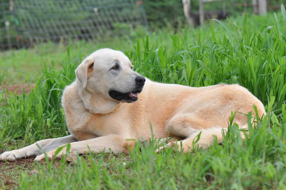 Anatolian Shepherd Dog lying on the grass
