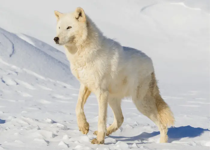 Arctic wolf