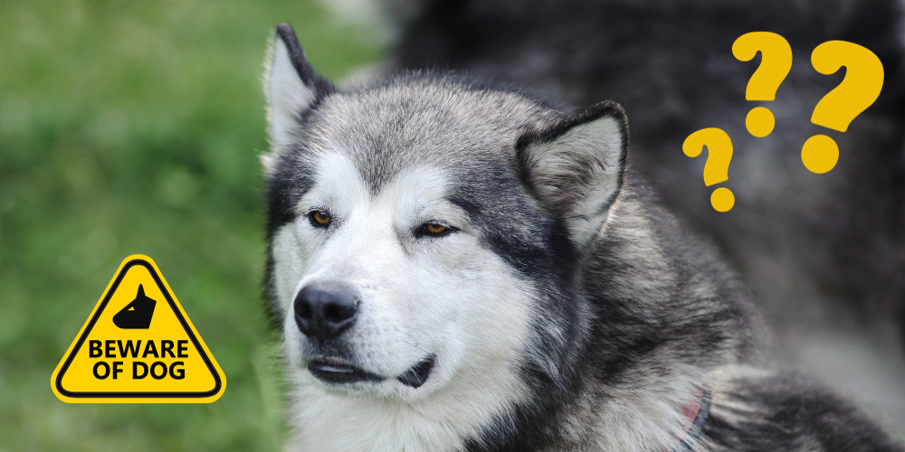 Are Alaskan Malamutes Good Guard Dogs article featured image