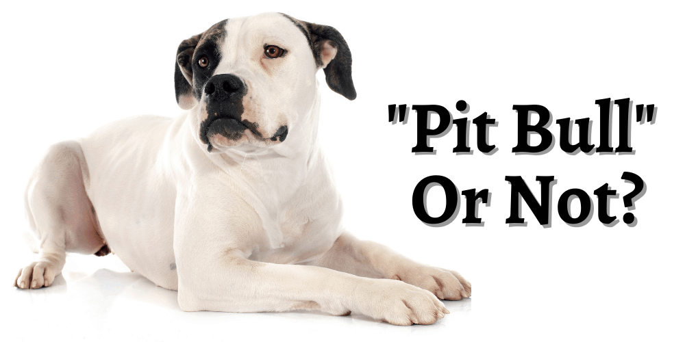 Are American Bulldogs Pit bulls featured image