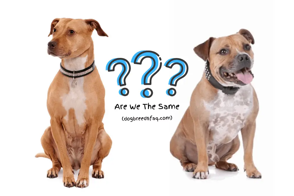 Are Pit Bulls & Staffies The Same Image