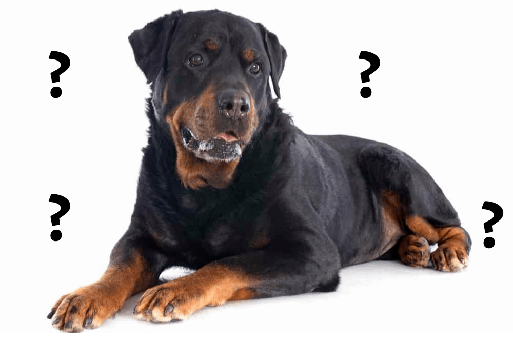 Are rottweilers dangerous image