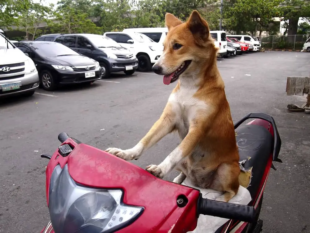 Askal sitting on a motorbike