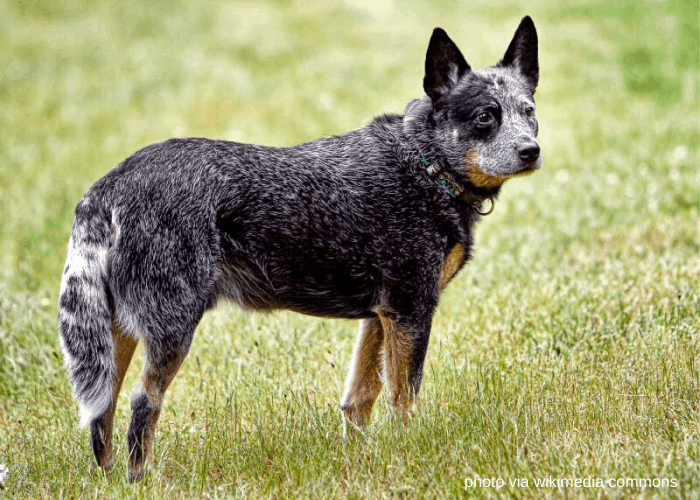 Australian Cattle Dog in the field