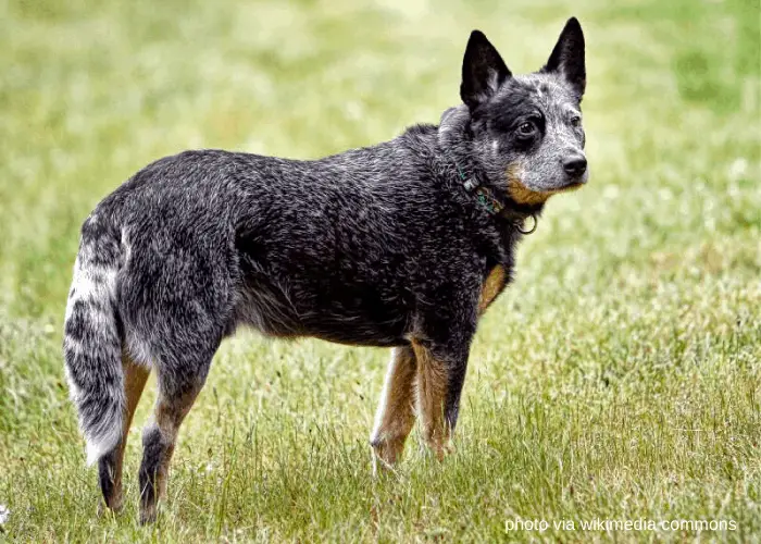 13 Popular Native Australian Dog Breeds | Dog Breeds FAQ