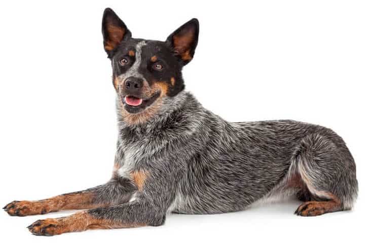 Australian Cattle Dog on lying white background