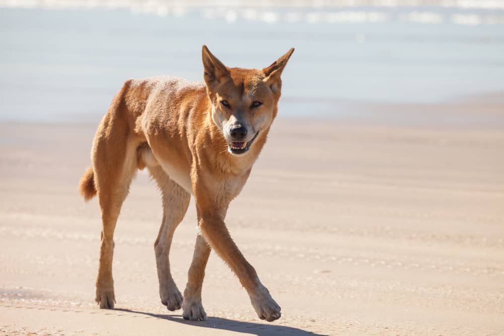 Australian Dingo walking on a beach