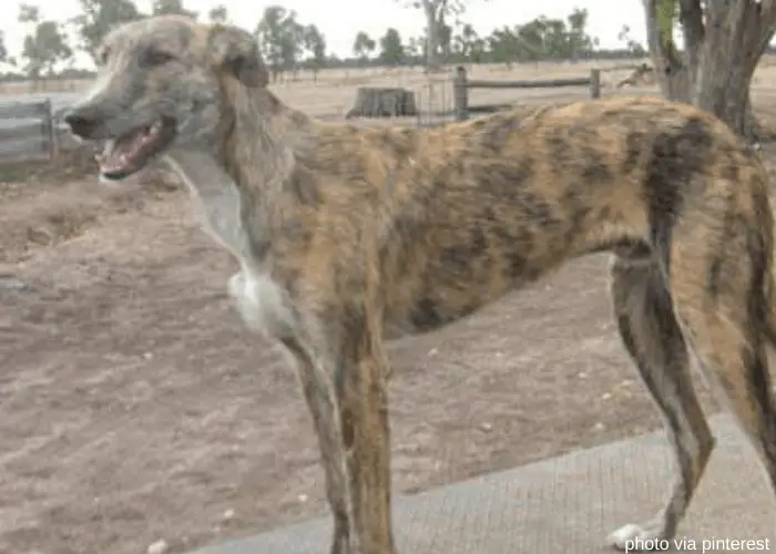 Australian Kangaroo dog on a back of a trailer truck