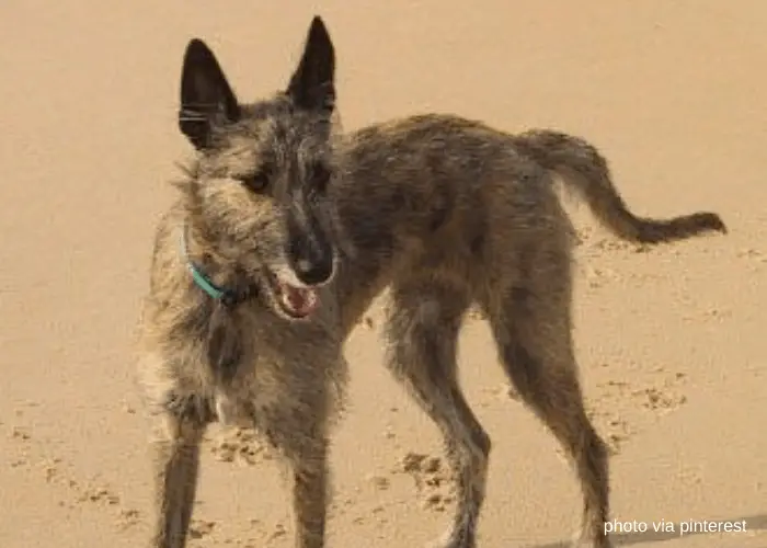 Australian Kangaroo dog on the beach