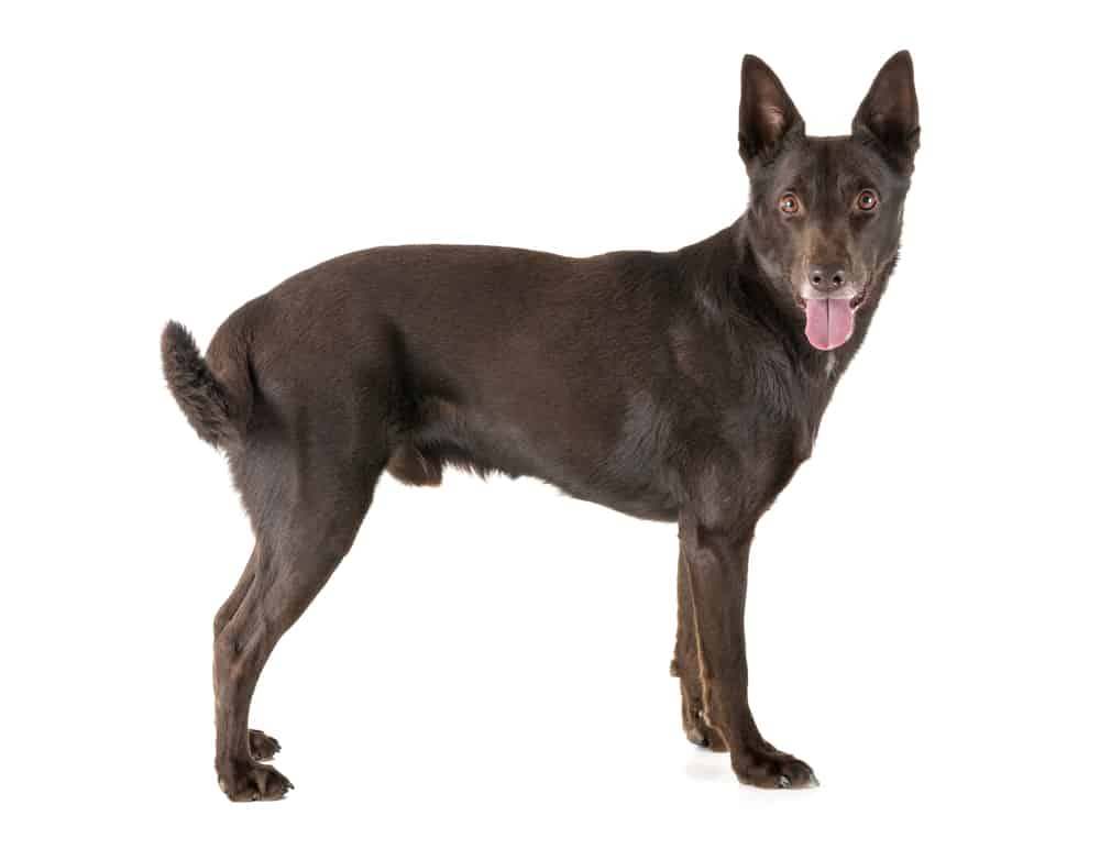 Australian Kelpie in front of a white background