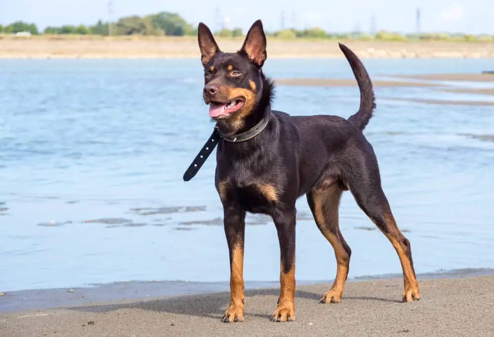 Australian Kelpie playing on the beach sand