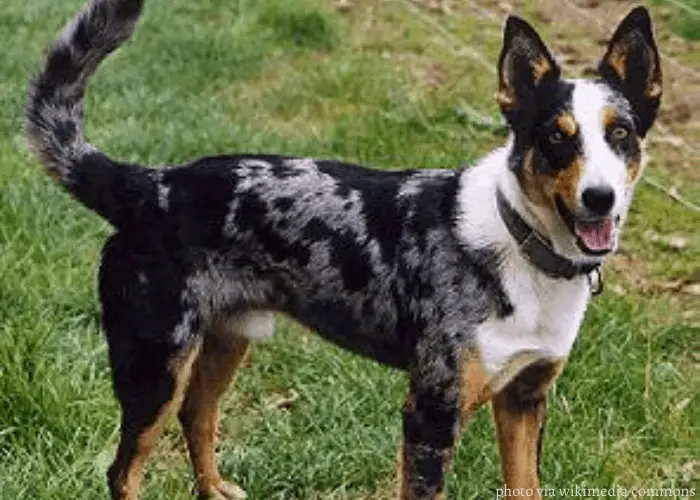 Australian Koolie standing in the backyard