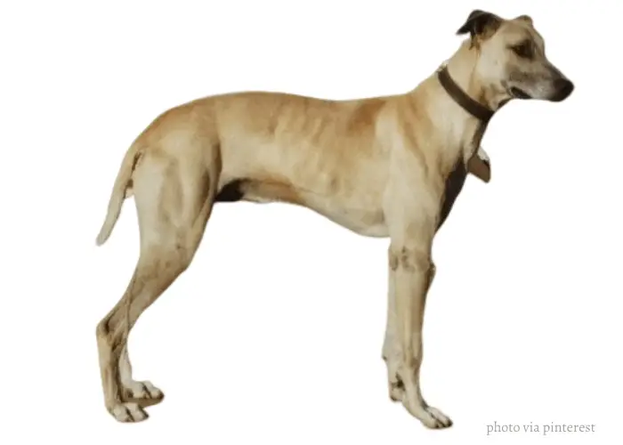 Australian Staghound standing in front of white background