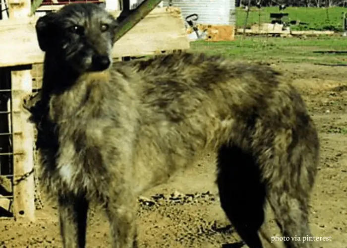 Australian Staghound standing in the backyard