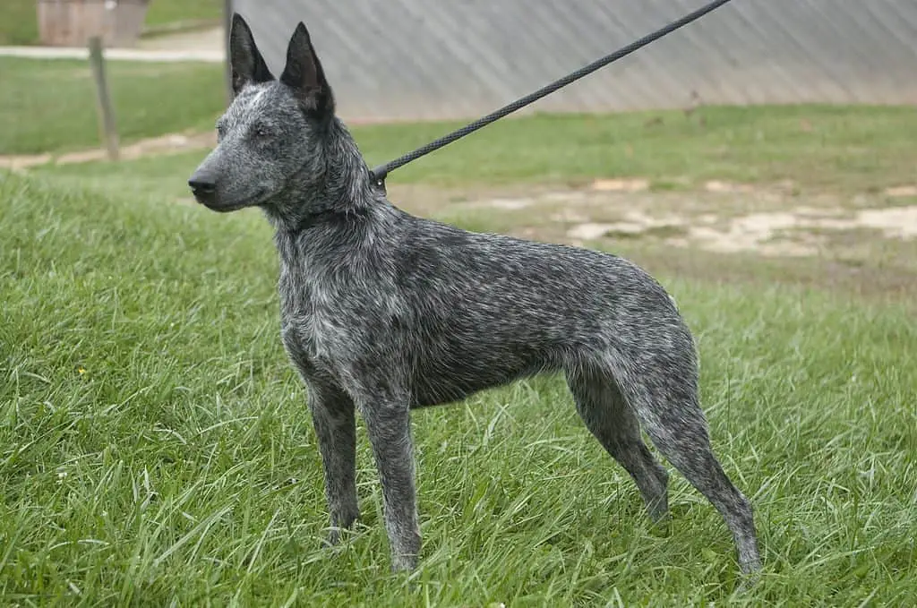 Australian Stumpy Tail Dog standing on the grass