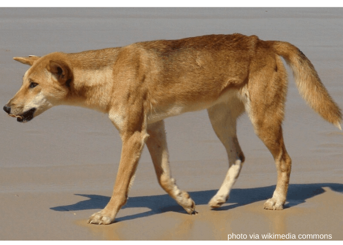 Australian dingo standing in the beach