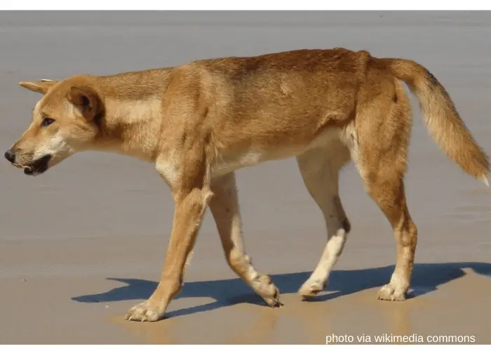 Australian dingo standing in the beach