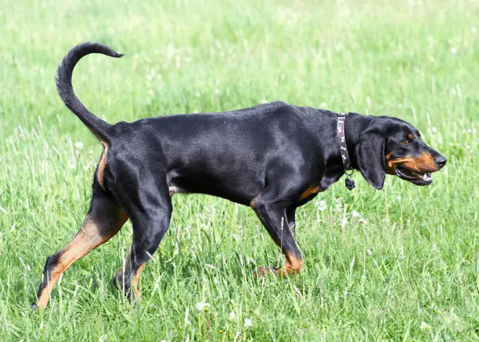 Austrian Black and Tan Hound at the park