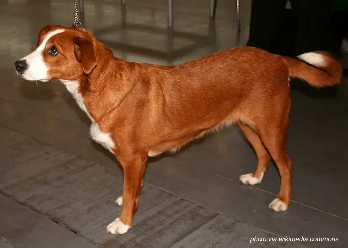 Austrian Pinscher on leash standing